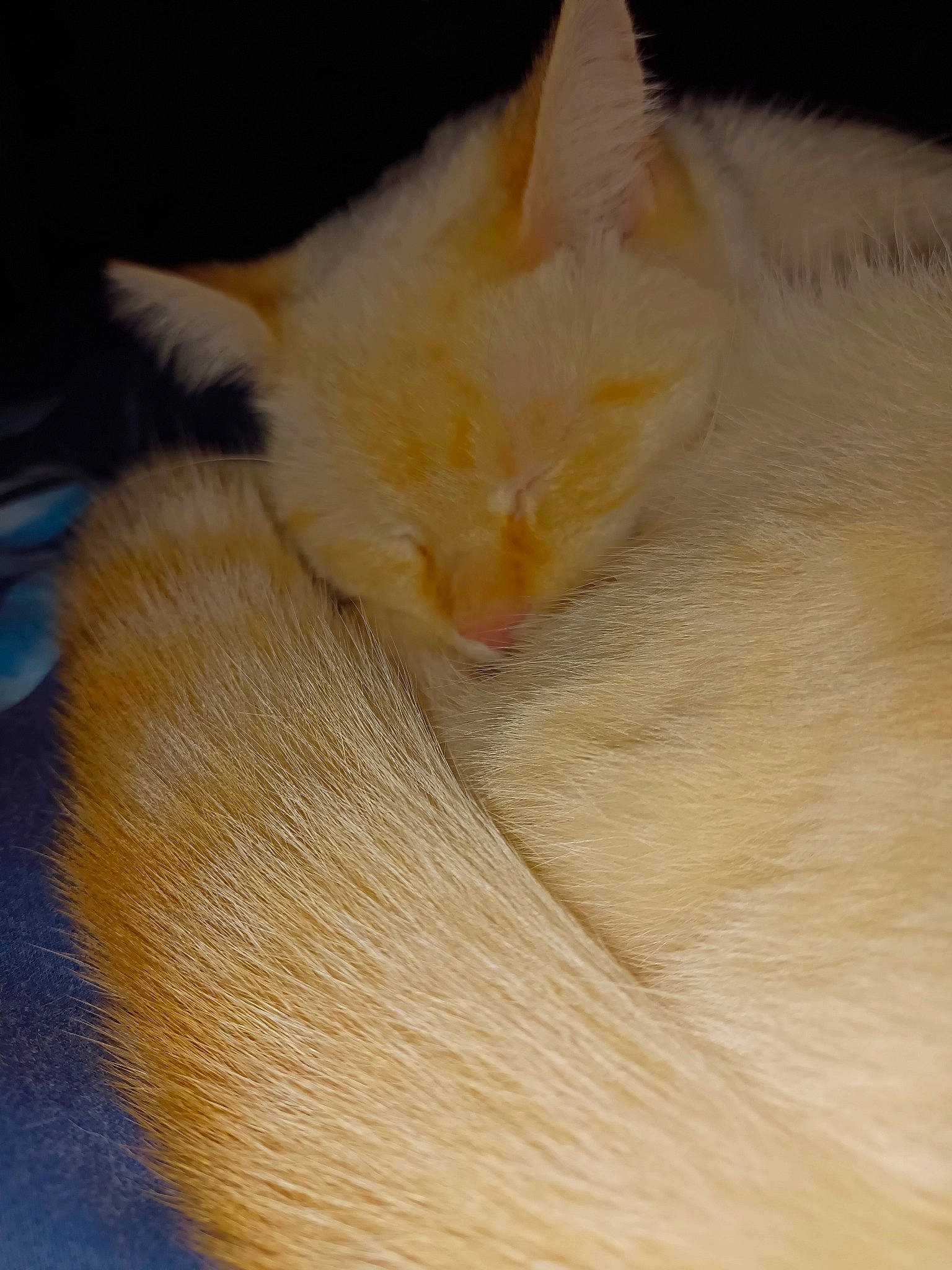 Trompette a rejoint le concours — aidez-le/la à gagner de superbes lots ! carnivore, cat, claw, comfort, fawn, felidae, fur, paw, small_to_medium_sized_cats, tail, whiskers