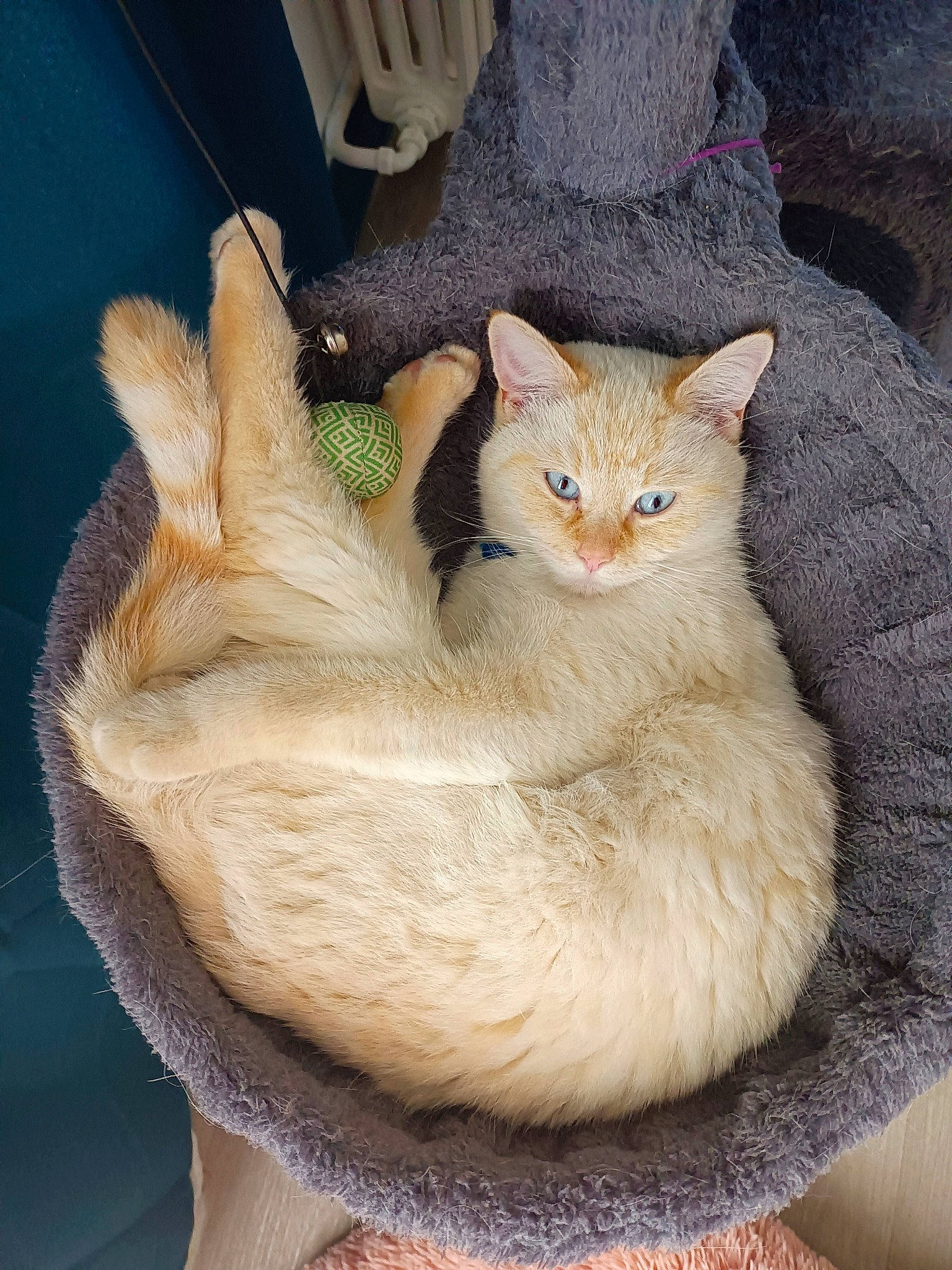 Trompette participe au concours pour gagner de l'argent avec cette photo : carnivore, cat, cat_bed, cat_furniture, cat_supply, claw, comfort, domestic_short_haired_cat, fawn, felidae, foot, fur, paw, pet_supply, small_to_medium_sized_cats, snout, tail, thread, whiskers, window