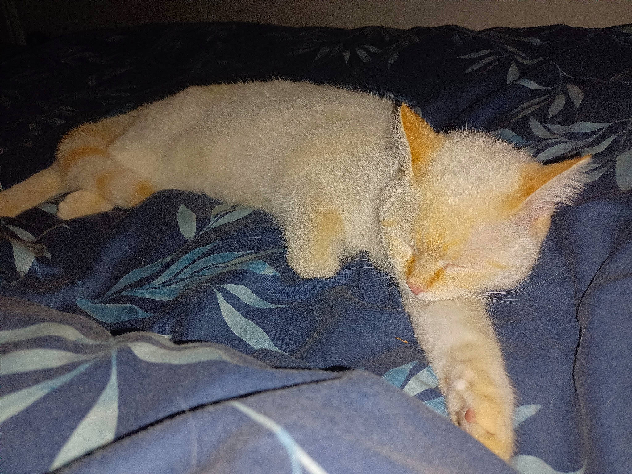 Trompette a rejoint le concours — aidez-le/la à gagner de superbes lots ! canidae, carnivore, cat, claw, comfort, couch, dog_breed, domestic_short_haired_cat, duvet, fawn, felidae, fur, linens, nap, paw, room, small_to_medium_sized_cats, tail, textile, whiskers