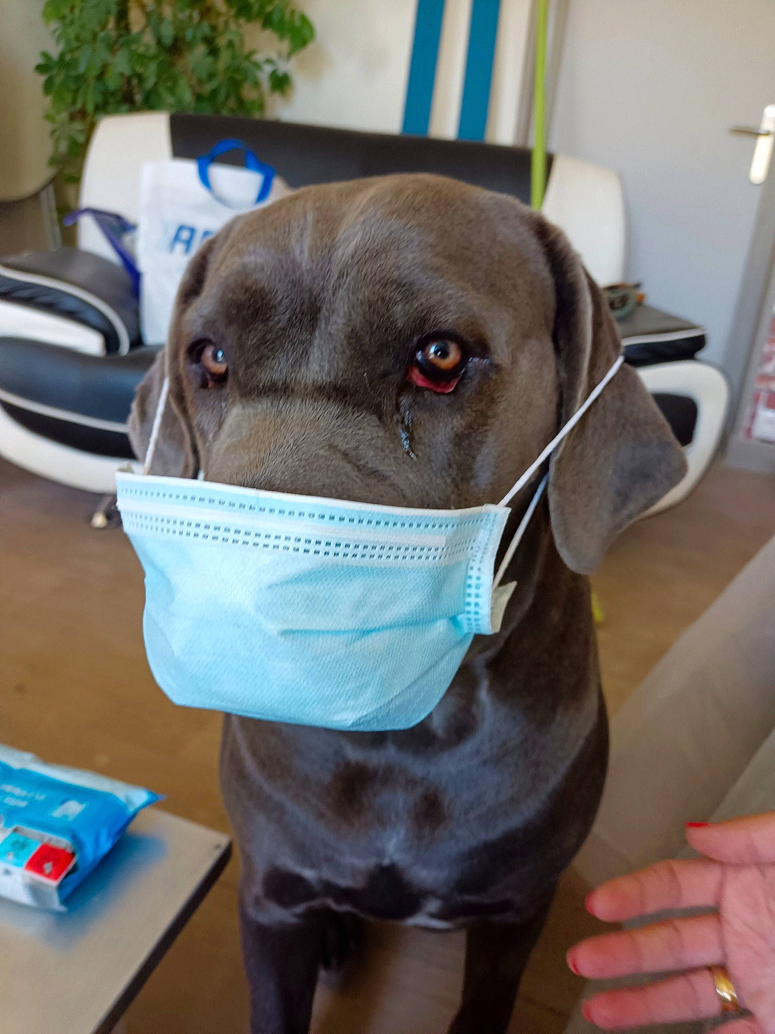 Taya a rejoint le concours — aidez-le/la à gagner de superbes lots ! canidae, carnivore, collar, companion_dog, dog, dog_breed, dog_clothes, dog_collar, dog_supply, fawn, houseplant, liver, personal_protective_equipment, pet_supply, serveware, snout, sporting_group, weimaraner, whiskers, working_animal