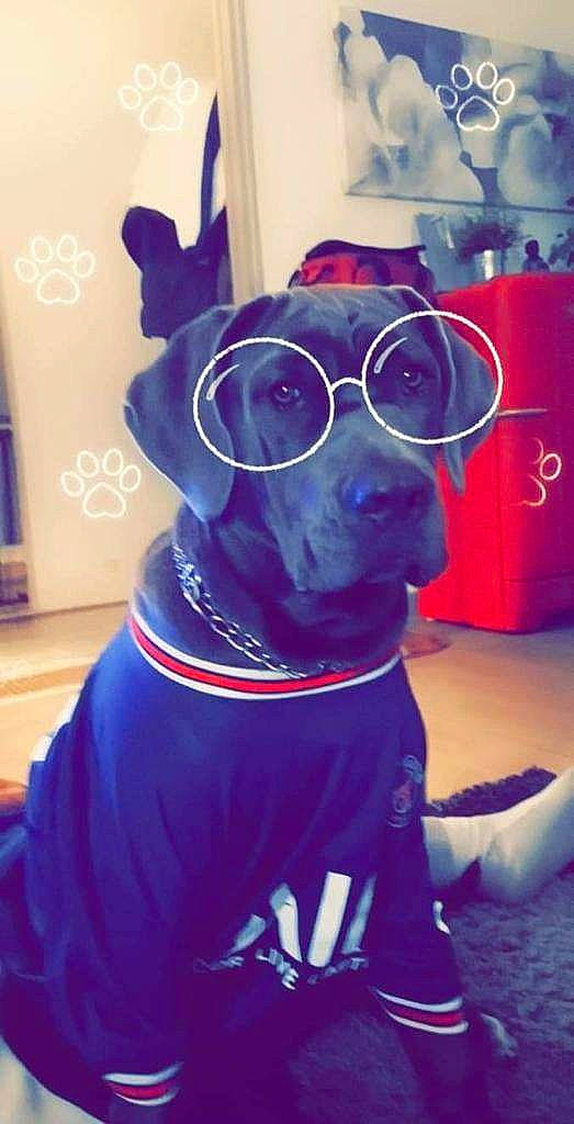 Taya participe au concours pour gagner de l'argent avec cette photo : blue, canidae, carnivore, collar, companion_dog, dog, dog_breed, dog_clothes, dog_collar, dog_supply, electric_blue, eyewear, fawn, magenta, personal_protective_equipment, pet_supply, purple, snout, sporting_group, working_animal