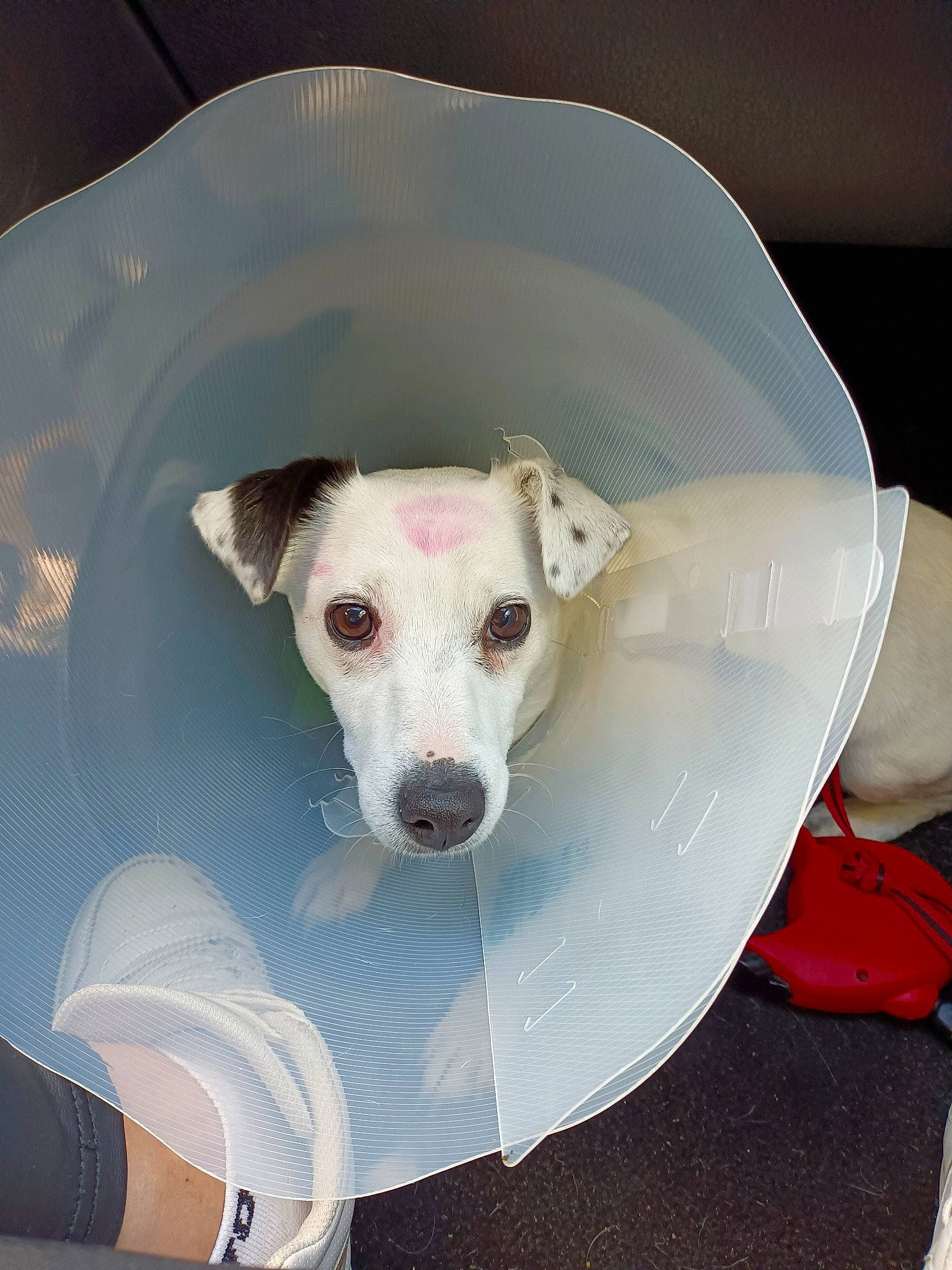 Miss a rejoint le concours — aidez-le/la à gagner de superbes lots ! bracelet, canidae, carnivore, collar, companion_dog, dog, dog_breed, dog_supply, fawn, non_sporting_group, pet_supply, snout, sporting_group, terrestrial_animal, whiskers, working_animal