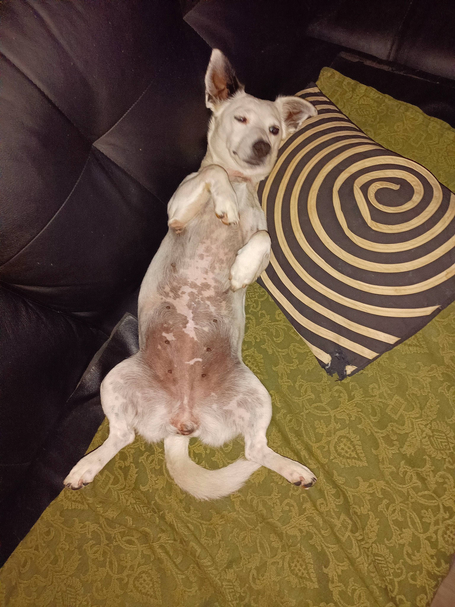 Miss participe au concours pour gagner de l'argent avec cette photo : canidae, carnivore, comfort, companion_dog, couch, dog, dog_breed, dog_supply, fawn, felidae, fur, linens, pattern, small_to_medium_sized_cats, stuffed_toy, tail, toy, toy_dog, whiskers, working_animal