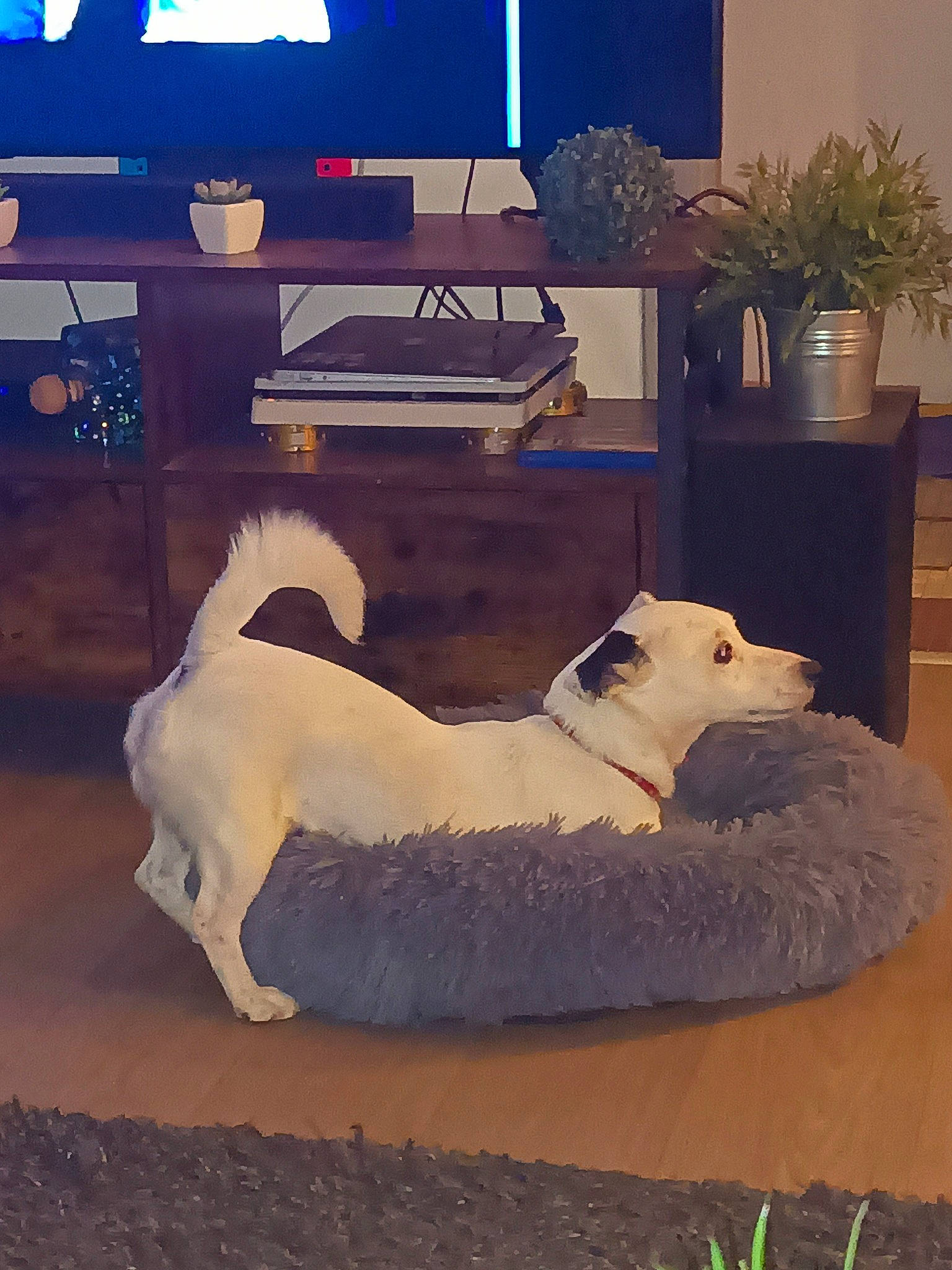 Miss participe au concours pour gagner de l'argent avec cette photo : carnivore, cloud, comfort, companion_dog, computer_keyboard, computer_monitor, dog, dog_breed, fawn, felidae, floor, flooring, flowerpot, houseplant, mammal, plant, sky, table, vertebrate, wood