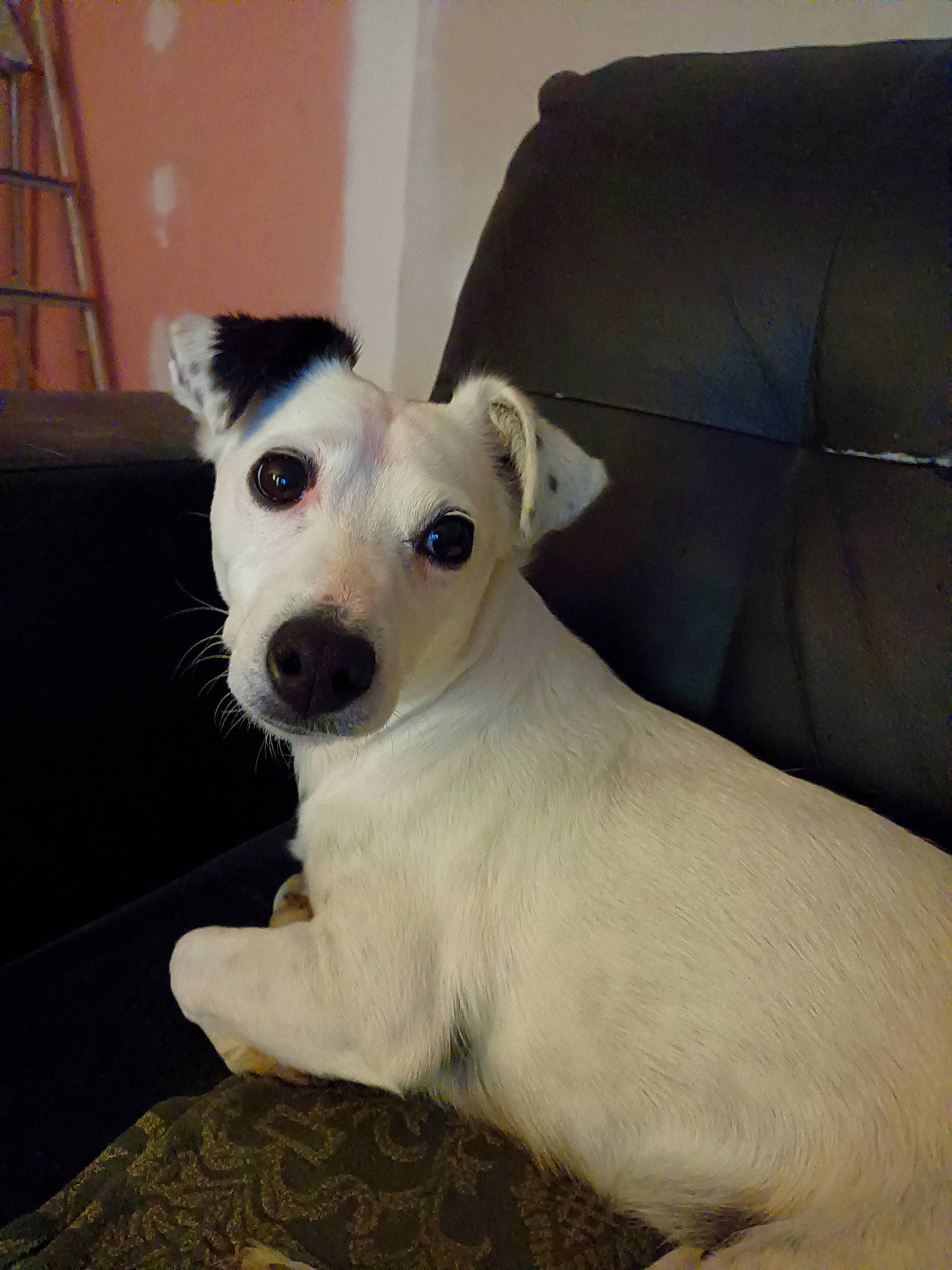 Miss a rejoint le concours — aidez-le/la à gagner de superbes lots ! canidae, carnivore, collar, comfort, companion_dog, couch, dog, dog_breed, dog_collar, ear, fawn, fur, paw, snout, sporting_group, tail, terrestrial_animal, terrier, whiskers, working_animal