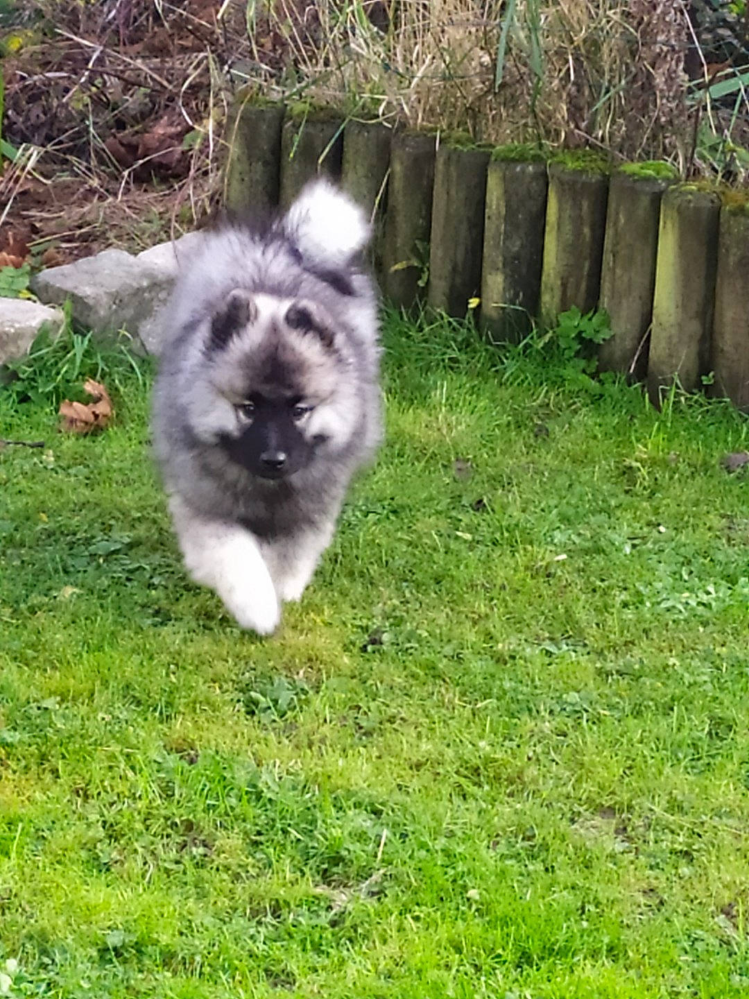 Ragnar participe au concours pour gagner de l'argent avec cette photo : canidae, carnivore, companion_dog, dog_breed, felidae, fence, fur, grass, grassland, groundcover, home_fencing, pasture, plant, snout, sporting_group, tail, terrestrial_animal, whiskers, yard