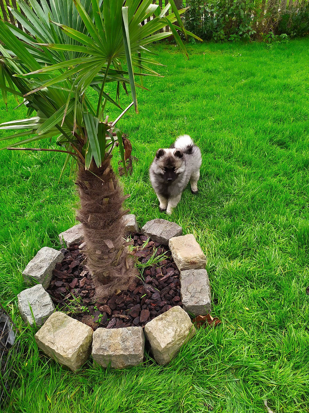 Ragnar a rejoint le concours — aidez-le/la à gagner de superbes lots ! arecales, fawn, felidae, flowerpot, garden, grass, grass_family, groundcover, houseplant, landscape, lawn, lawn_ornament, palm_tree, plant, shrub, tail, terrestrial_animal, terrestrial_plant, tree, trunk