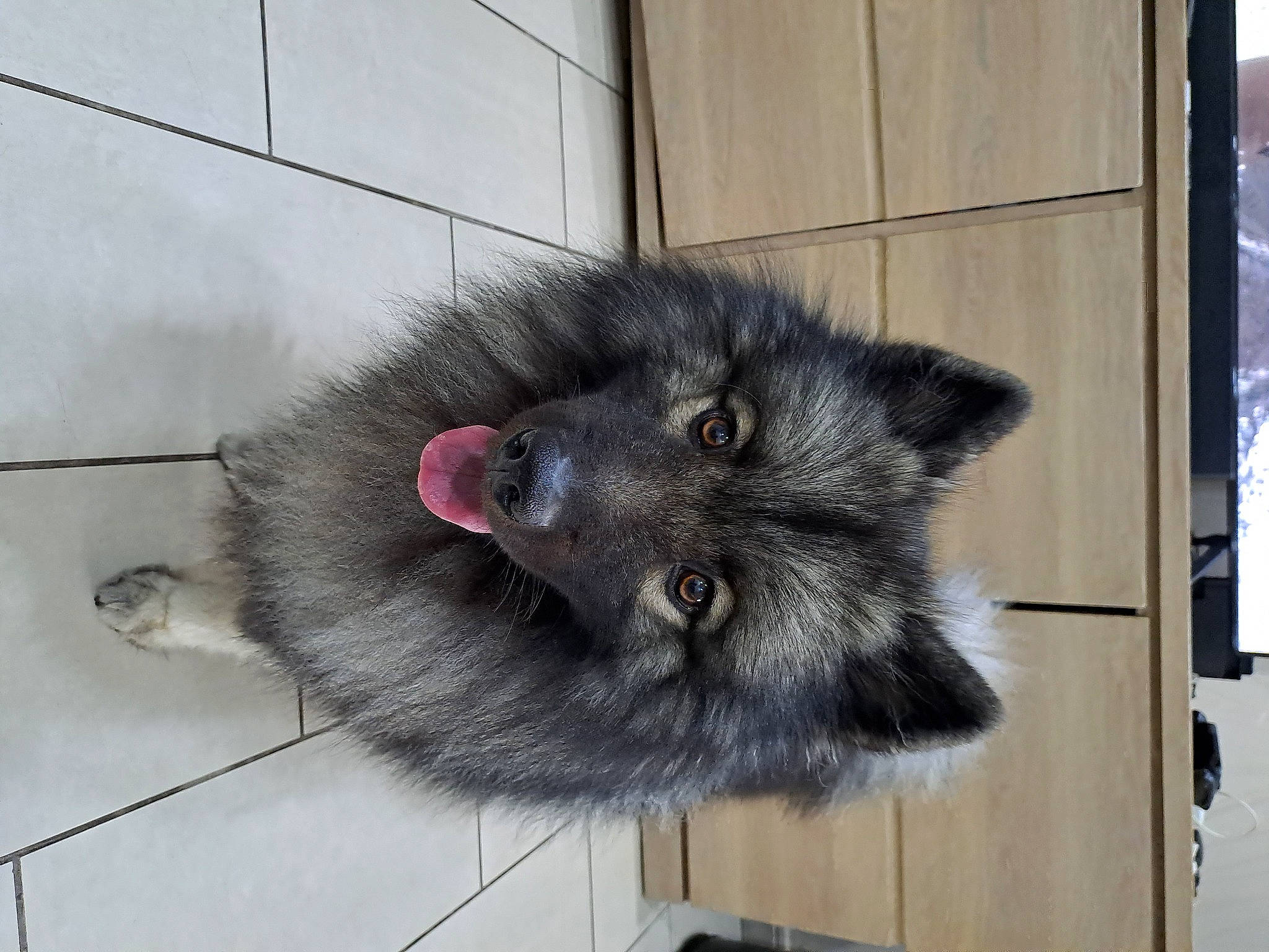 Ragnar participe au concours pour gagner de l'argent avec cette photo : canidae, carnivore, cat, claw, dog_breed, domestic_short_haired_cat, felidae, flooring, foot, fur, grey, natural_material, small_to_medium_sized_cats, snout, tail, terrestrial_animal, whiskers