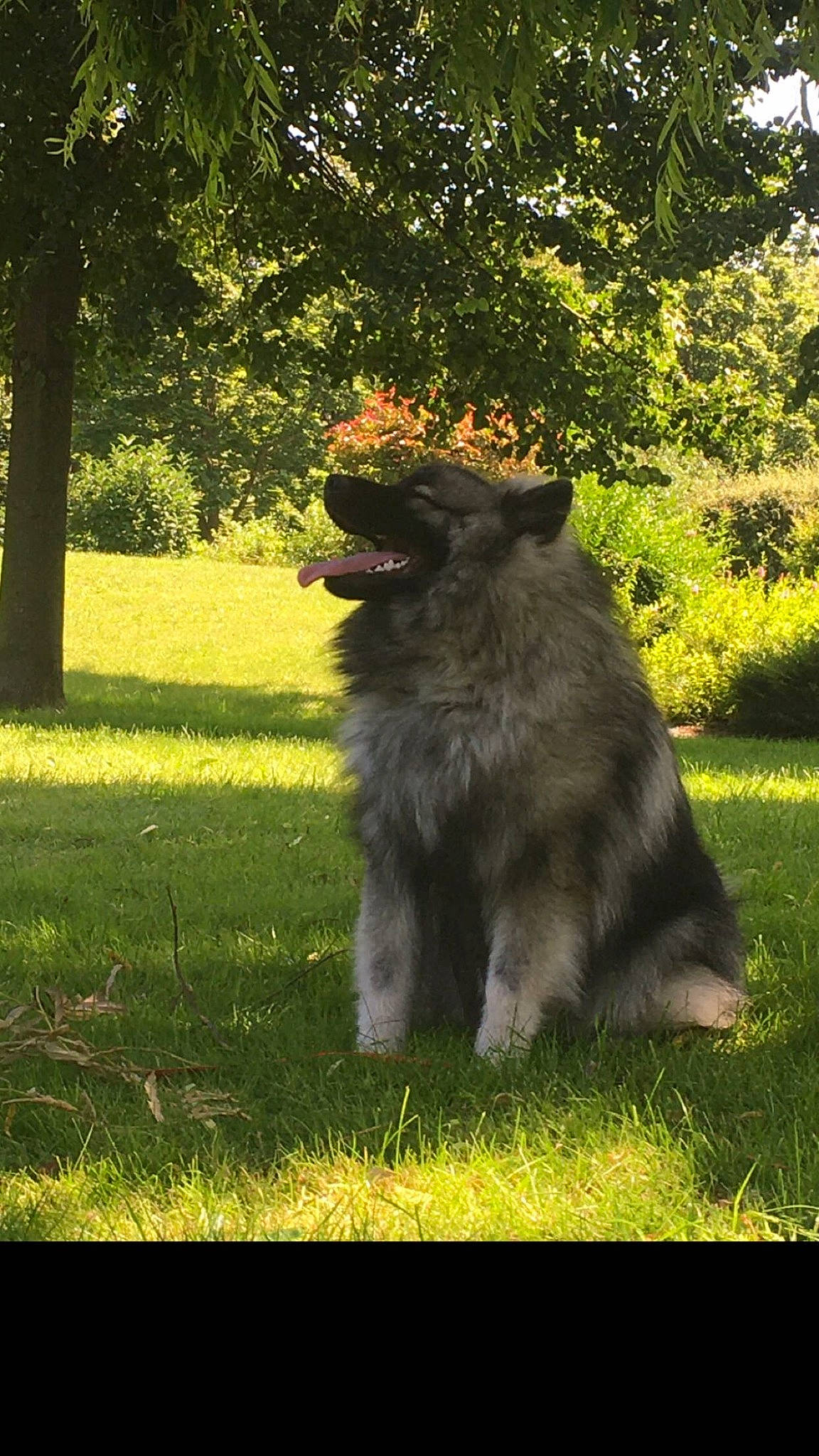 Ragnar a rejoint le concours — aidez-le/la à gagner de superbes lots ! canidae, carnivore, companion_dog, dog, dog_breed, felidae, fur, grass, grassland, plant, snout, sporting_group, tail, terrestrial_animal, terrier, tints_and_shades, tree, water_dog, wildlife, working_animal