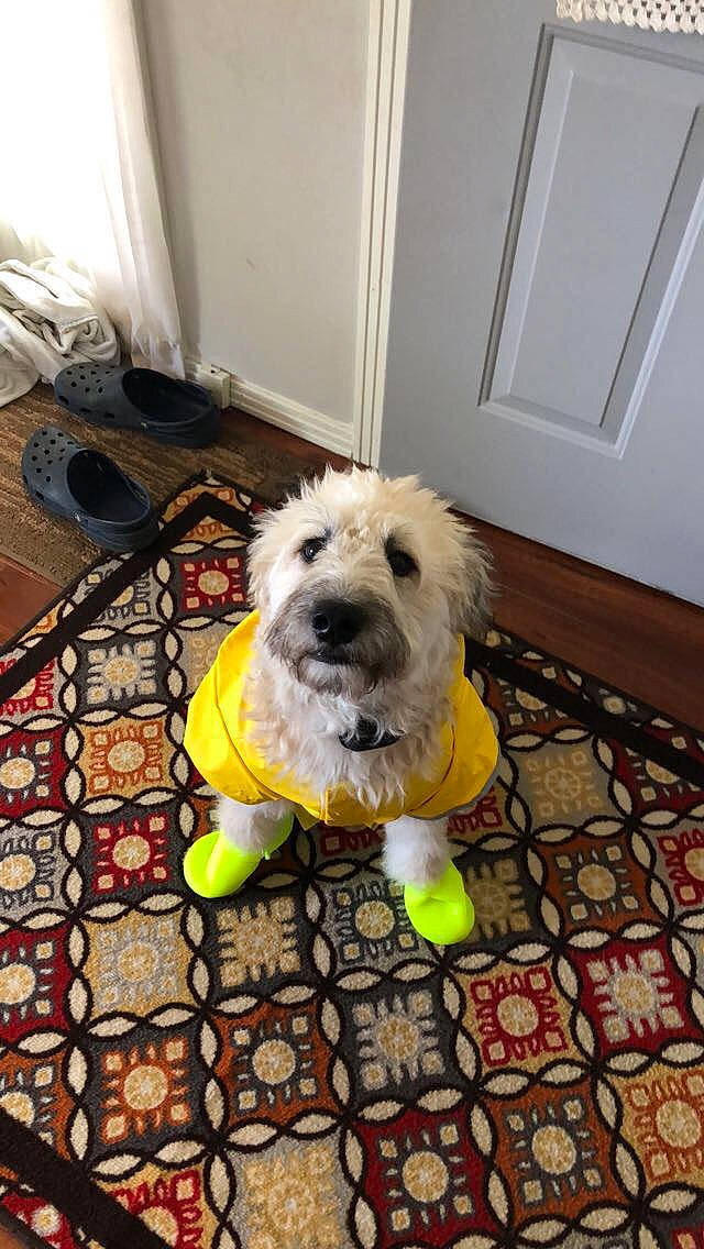 Scarlett joined the competition — help win amazing prizes! canidae, carnivore, companion_dog, dog, dog_breed, dog_clothes, dog_supply, door, floor, flooring, fur, pet_supply, small_terrier, snout, sporting_group, terrier, toy, toy_dog, wood, working_animal