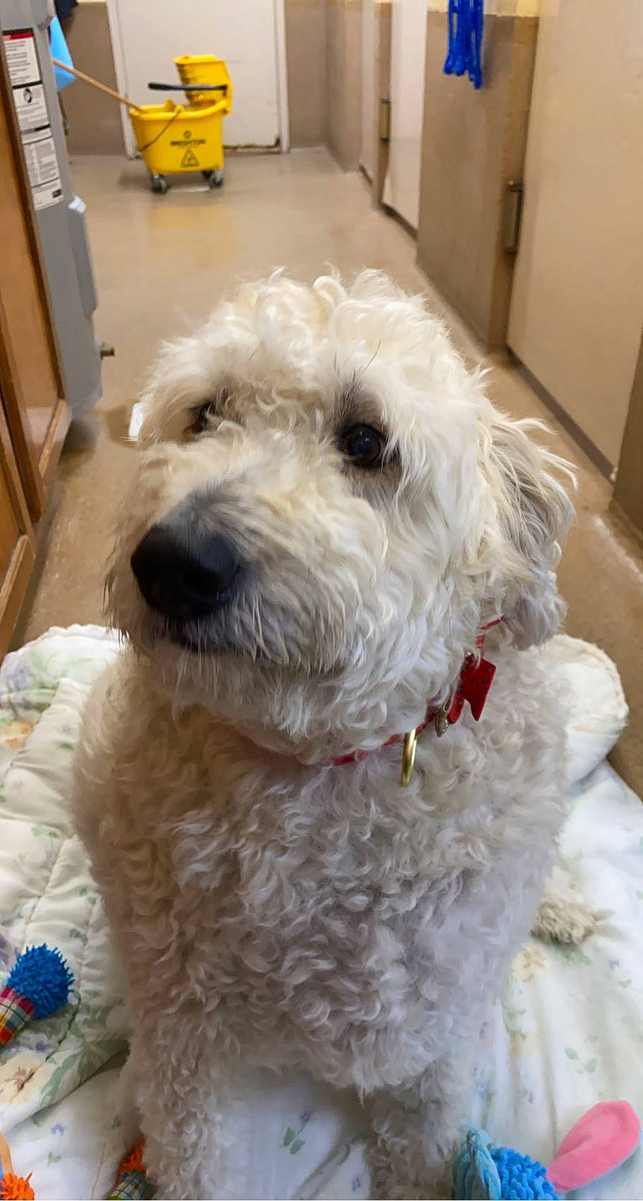 Scarlett is registered to the contest to win money with this photo: canidae, carnivore, collar, companion_dog, dog, dog_breed, dog_collar, flooring, fur, labradoodle, maltepoo, poodle, small_terrier, snout, sporting_group, terrestrial_animal, terrier, toy_dog, water_dog, working_animal