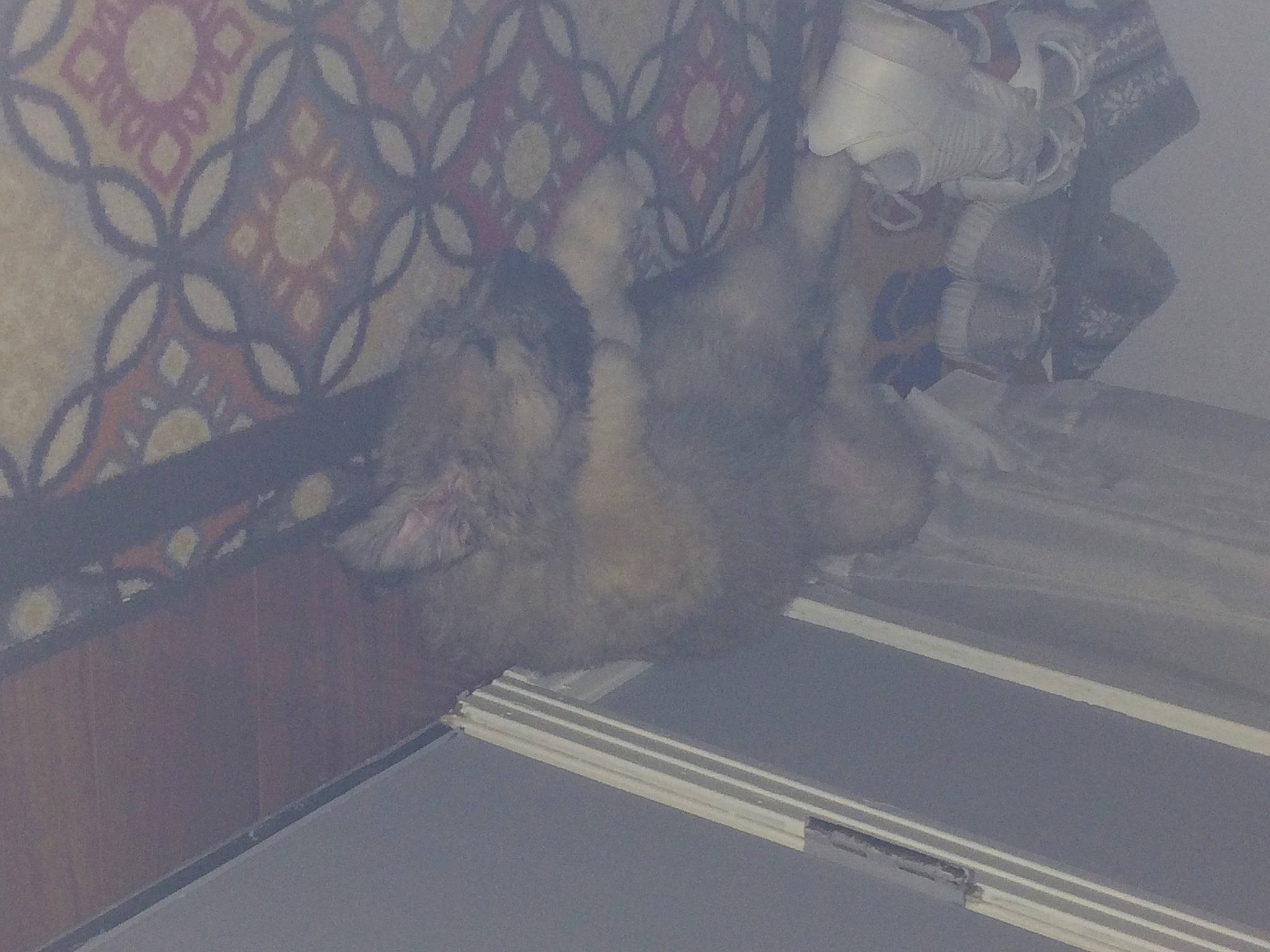 Scarlett joined the competition — help win amazing prizes! air_travel, asphalt, ceiling, cloud, flap, floor, flooring, grey, landscape, road, road_surface, roof, room, shadow, sky, tints_and_shades, tree, visual_arts, wing, wood