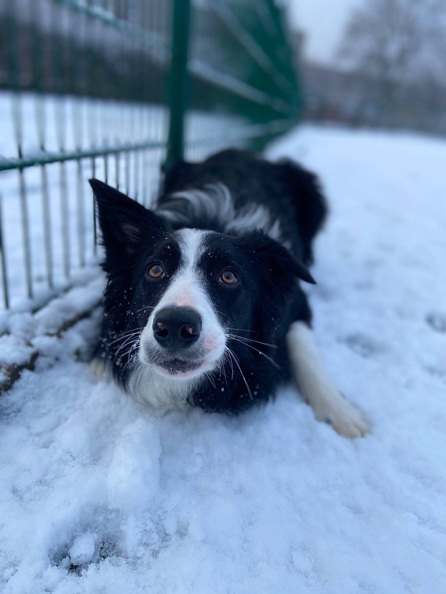 Kaiba joined the competition — help win amazing prizes! border_collie, canidae, carnivore, companion_dog, dog, dog_breed, fence, freezing, fur, herding_dog, ice, karelian_bear_dog, mammal, precipitation, snout, snow, sporting_group, winter, working_animal, working_dog
