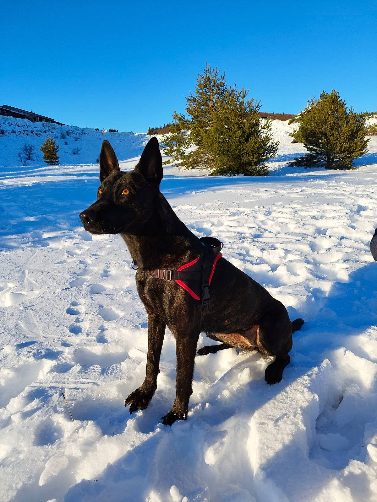 Sheyenne participe au concours pour gagner de l'argent avec cette photo : adventure, canidae, carnivore, dog, dog_breed, dog_collar, dog_supply, electric_blue, freezing, glacial_landform, mammal, recreation, sky, slope, snow, sporting_group, tree, vertebrate, winter, working_animal