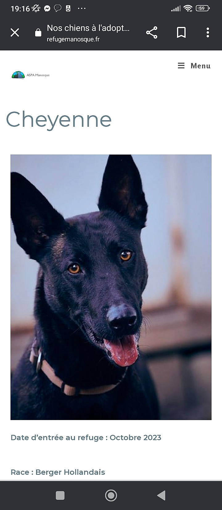 Sheyenne a rejoint le concours — aidez-le/la à gagner de superbes lots ! canidae, carnivore, collar, companion_dog, dog, dog_breed, dog_collar, electric_blue, eye, fur, guard_dog, non_sporting_group, pet_supply, plant, snout, sporting_group, whiskers, working_animal, working_dog