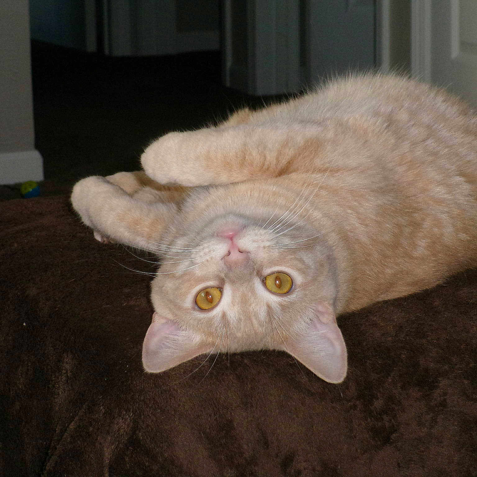 Snickers is registered to the contest to win money with this photo: