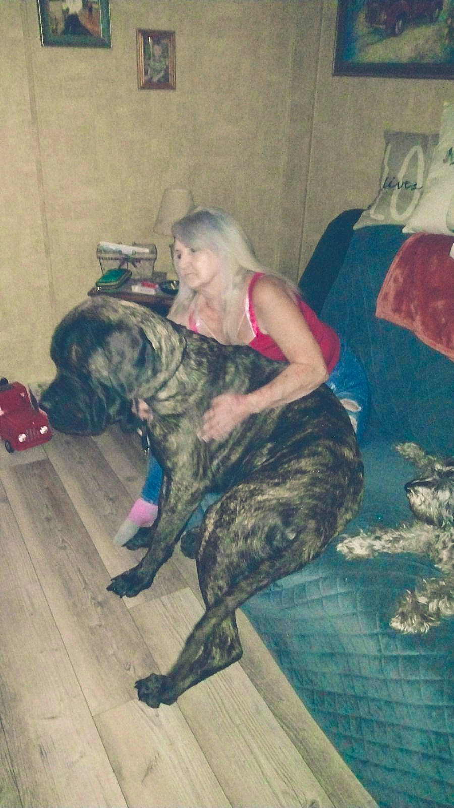 Zeke joined the competition — help win amazing prizes! camouflage, canidae, carnivore, comfort, companion_dog, dog, dog_breed, fawn, flooring, fun, fur, guard_dog, human_leg, knee, military_camouflage, pattern, room, sitting, sporting_group, thigh