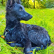 Harlow participe au concours pour gagner de l'argent avec cette photo : dog, black_dog, wet_fur, grass, green_grass, outdoor, nature, forest, sunlight, animal, pet, collar, leash, side_view, canine, relaxed, daylight, park, young_dog, serene