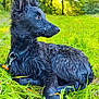 dog, black_dog, wet_fur, grass, green_grass, outdoor, nature, forest, sunlight, animal, pet, collar, leash, side_view, canine, relaxed, daylight, park, young_dog, serene