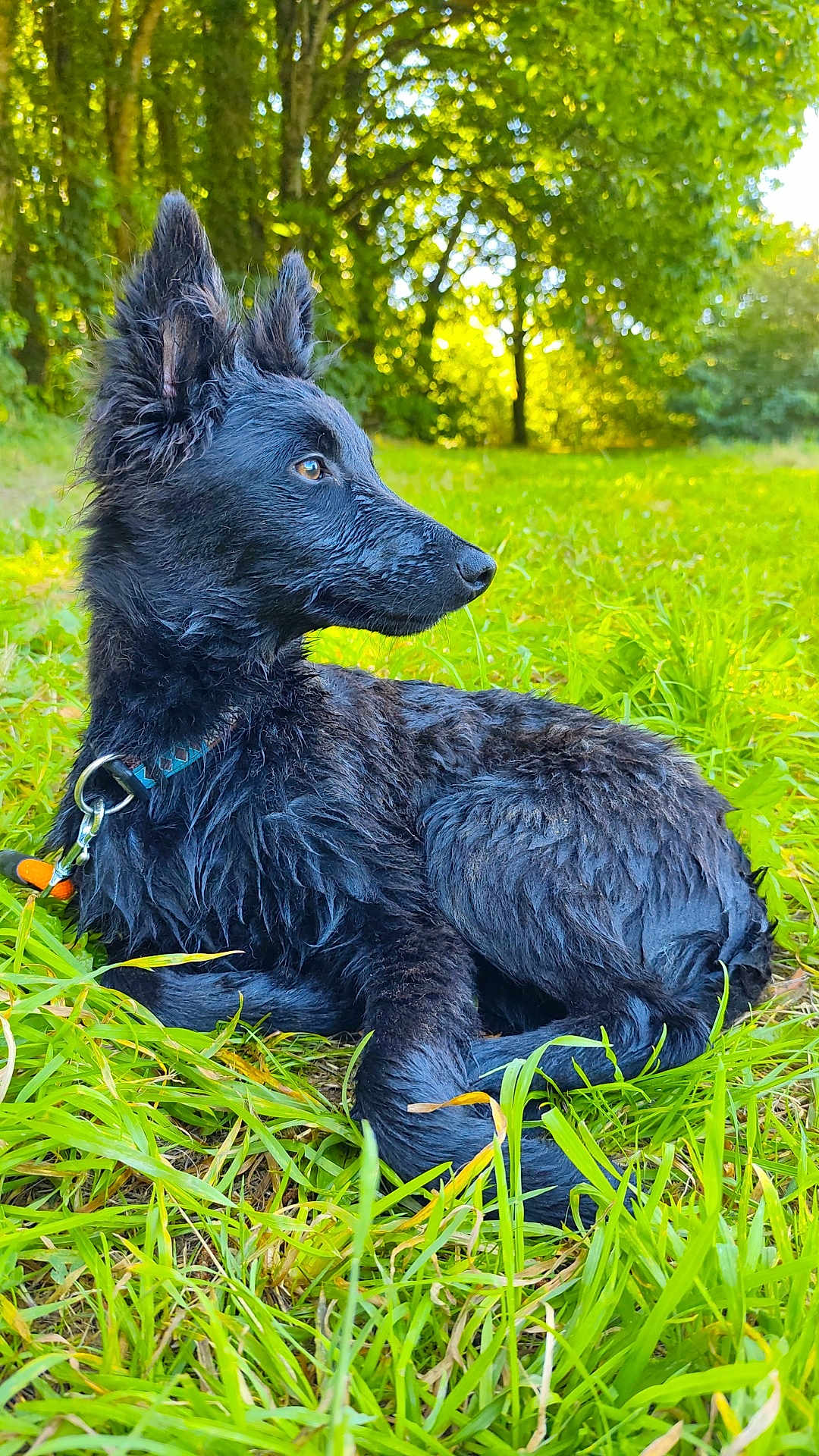 Harlow