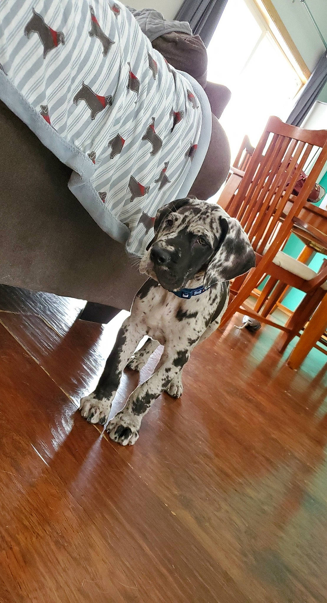 Hobbs joined the competition — help win amazing prizes! canidae, chair, dog, floor, flooring, furniture, hardwood, laminate_flooring, non_sporting_group, sporting_group, table, wood, wood_flooring