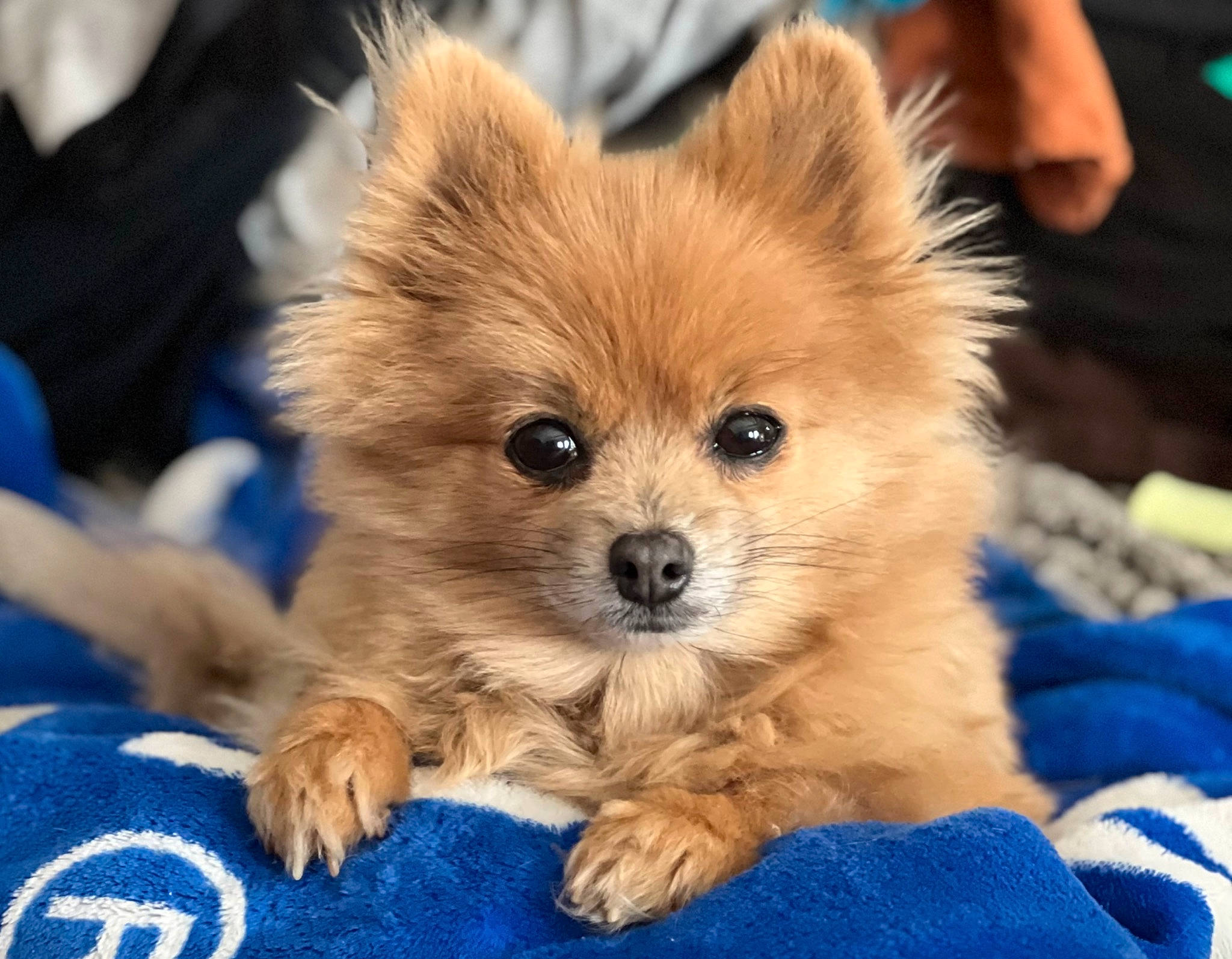 Foxie is registered to the contest to win money with this photo: blue, canidae, carnivore, companion_dog, dog, dog_breed, electric_blue, fawn, fur, german_spitz, german_spitz_klein, german_spitz_mittel, pomeranian, snout, spitz, sporting_group, terrestrial_animal, toy_dog, whiskers, working_animal