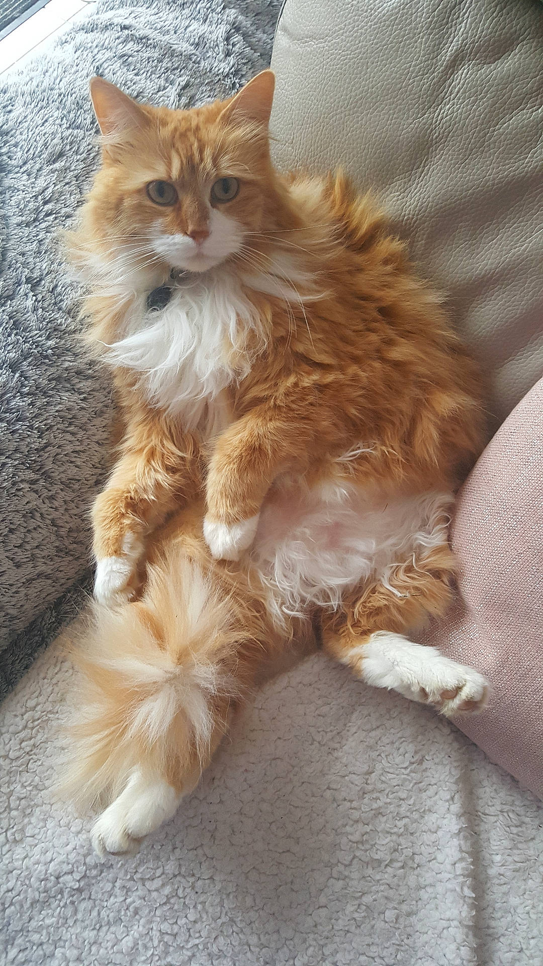 Nelson a rejoint le concours — aidez-le/la à gagner de superbes lots ! abyssinian, animal, architecture, armchair, building, cat, chair, couch, cushion, furniture, hardwood, homedecor, indoors, interiordesign, kitten, manx, person, pet, sleeping, wood