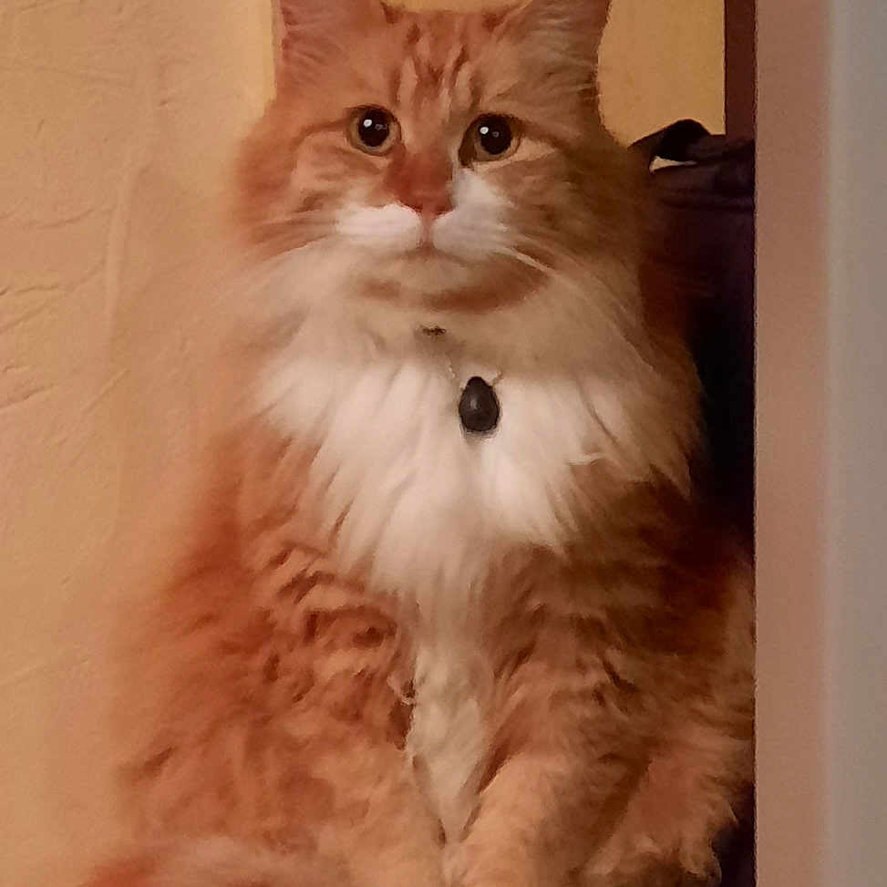 Nelson