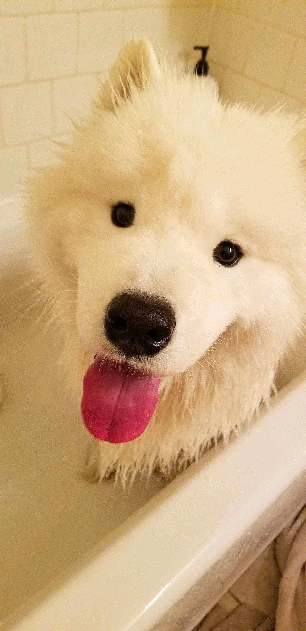 Gohan joined the competition — help win amazing prizes! canidae, carnivore, companion_dog, dog, dog_breed, dog_collar, dog_supply, eye, eyelash, fur, german_spitz_mittel, maltepoo, non_sporting_group, samoyed, snout, sporting_group, toy_dog, volpino_italiano, whiskers, working_animal