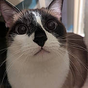 Leo is registered to the contest to win money with this photo: cat, close_up, wide_eyes, whiskers, ears, curious, indoor, window, soft_light, pet, feline, face, fur, black_and_white, brown, animal, portrait, looking_up, domestic, cute