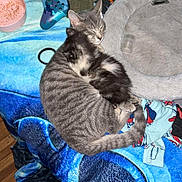 Luna is registered to the contest to win money with this photo: cat, kitten, snuggling, blanket, game_controller, clothes, cat_bed, floor, wood_floor, pink_bowl, sleeping, striped_cat, black_and_white_kitten, cozy, indoor, pet, fur, resting, household_items, casual