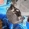 cat, kitten, snuggling, blanket, game_controller, clothes, cat_bed, floor, wood_floor, pink_bowl, sleeping, striped_cat, black_and_white_kitten, cozy, indoor, pet, fur, resting, household_items, casual