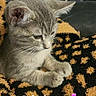 kitten, cat, gray_tabby, blanket, patterned_blanket, indoor, cozy, resting, cute, pet, animal, fur, whiskers, paws, young, sitting, household, shelf, shoes, calm
