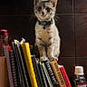 kitten, cat, books, notebooks, collar, indoor, pet, curious, sitting, dark_background, can, medicine, pain_relief, bottle, bowl, food, feline, domestic_animal, household, closeup