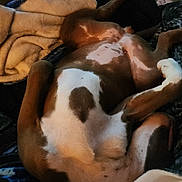 Rider joined the competition — help win amazing prizes! dog, lying_down, blanket, couch, relaxed, brown_and_white, indoor, pet, sleeping, fur, canine, resting, comfort, paw, domestic_animal, cozy, home, animal, lazy, warm