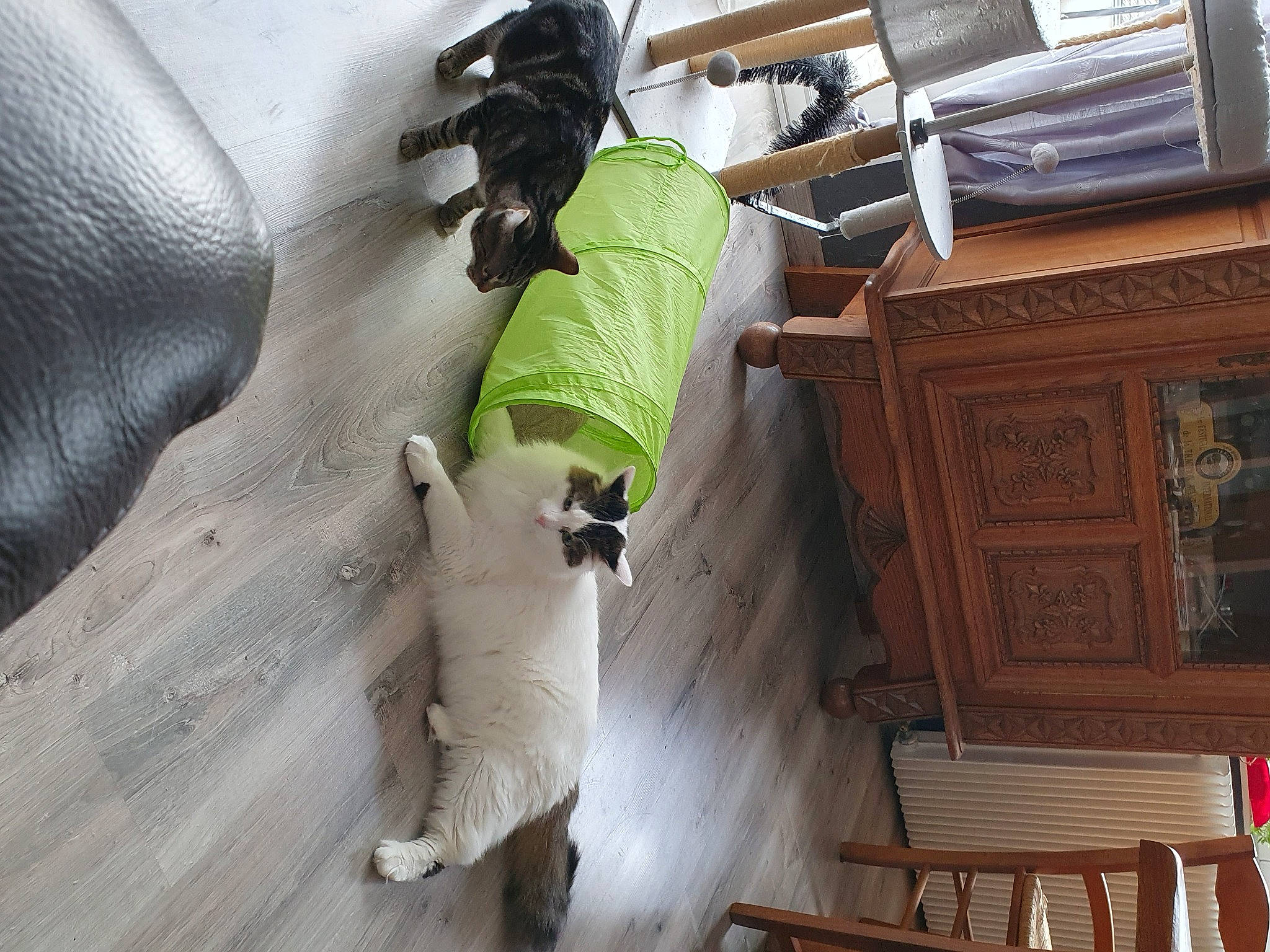 Ruby a rejoint le concours — aidez-le/la à gagner de superbes lots ! building, comfort, companion_dog, dog, dog_breed, flooring, fur, hardwood, house, linens, non_sporting_group, room, stairs, tail, wood, working_animal