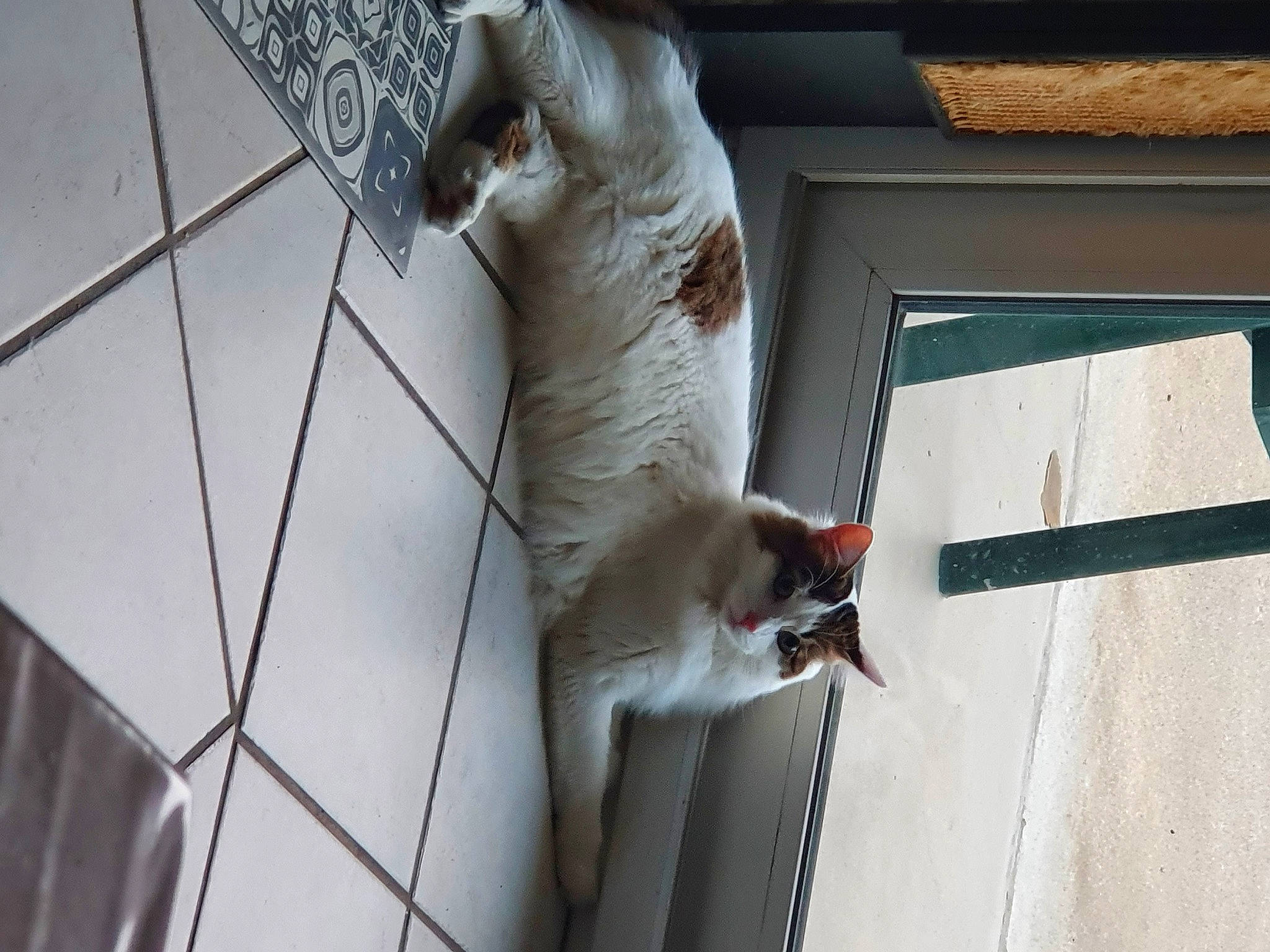 Ruby participe au concours pour gagner de l'argent avec cette photo : animal_shelter, cage, carnivore, cat, domestic_short_haired_cat, door, fawn, felidae, fur, mesh, metal, pet_supply, service, small_to_medium_sized_cats, snout, sporting_group, tail, whiskers, window, wood