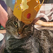 Twist a rejoint le concours — aidez-le/la à gagner de superbes lots ! animal, cat, closeup, cozy, crown, cute, domestic_cat, feline, green_eyes, household, indoor, paper_crown, pet, portrait, relaxed, resting, striped_fur, tabby, table, whiskers