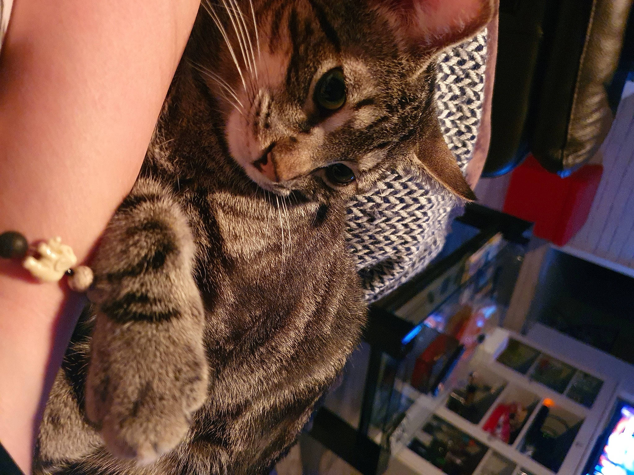 Twist a rejoint le concours — aidez-le/la à gagner de superbes lots ! bracelet, carnivore, cat, claw, domestic_short_haired_cat, eyewear, fashion_accessory, fawn, felidae, fur, gesture, jewellery, nail, pattern, small_to_medium_sized_cats, tail, textile, whiskers, woven_fabric, wrist