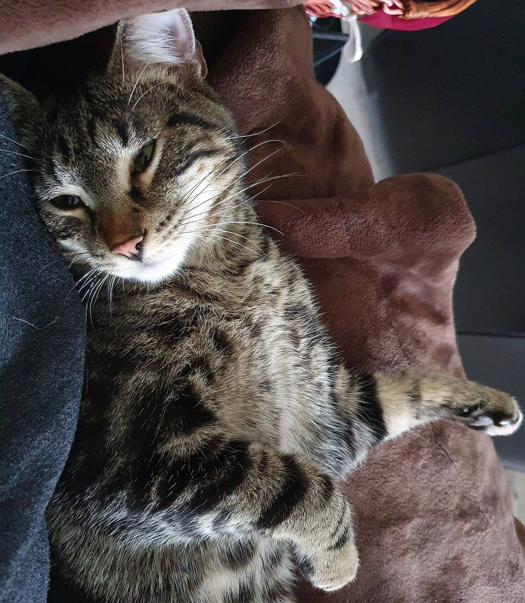 Twist a rejoint le concours — aidez-le/la à gagner de superbes lots ! carnivore, cat, claw, comfort, domestic_short_haired_cat, felidae, foot, fur, paw, sitting, small_to_medium_sized_cats, snout, tail, tree, whiskers