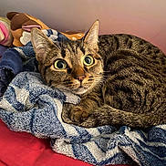 Efe a rejoint le concours — aidez-le/la à gagner de superbes lots ! cat, tabby, wide_eyes, towel, bed, red_bedspread, cozy, fur, whiskers, indoor, pet, animal, cute, striped, domestic_cat, resting, curled_up, bedroom, soft_texture, sleepy