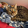 cat, tabby, wide_eyes, towel, bed, red_bedspread, cozy, fur, whiskers, indoor, pet, animal, cute, striped, domestic_cat, resting, curled_up, bedroom, soft_texture, sleepy