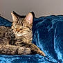 cat, tabby, sleeping, pet, animal, feline, cozy, blanket, blue, soft, fur, relaxed, indoor, cute, whiskers, paw, comfort, resting, domestic, nap