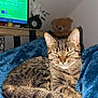 cat, tabby_cat, animal, pet, feline, resting, blanket, blue_blanket, indoor, home, teddy_bear, furniture, television, flower, plant, wooden_table, cozy, relaxed, cute, sleeping_cat
