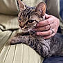 cat, tabby, pet, hand, rings, lap, relaxed, cozy, fur, whiskers, closeup, soft, comfort, indoor, animal, companionship, gentle, caress, resting, person