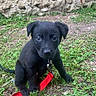 puppy, dog, black_dog, leash, red_leash, grass, outdoor, stone_wall, young_dog, pet, animal, sitting, cute, curious, small, nature, ground, face, ears, eyes