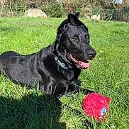 Ares a rejoint le concours — aidez-le/la à gagner de superbes lots ! dog, black_dog, grass, outdoor, toy, sunny, collar, pet, nature, greenery, shadow, playful, animal, tongue_out, tree, blue_sky, daylight, happy, lying_down, park