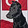 Ares