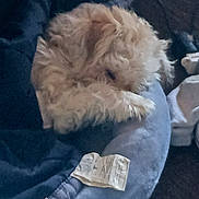 Babe joined the competition — help win amazing prizes! dog, sleeping, pet_bed, fur, curled_up, indoor, cozy, resting, canine, animal, blanket, tag, fabric, quiet, relaxing, home, soft, cute, comfort, nap