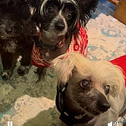Furrari is registered to the contest to win money with this photo: dog, puppy, pet, indoor, carpet, sweater, black_dog, white_dog, small_dog, curious, cute, animal, fur, collar, looking_up, floor, household, companion, domestic_animal, three_dogs